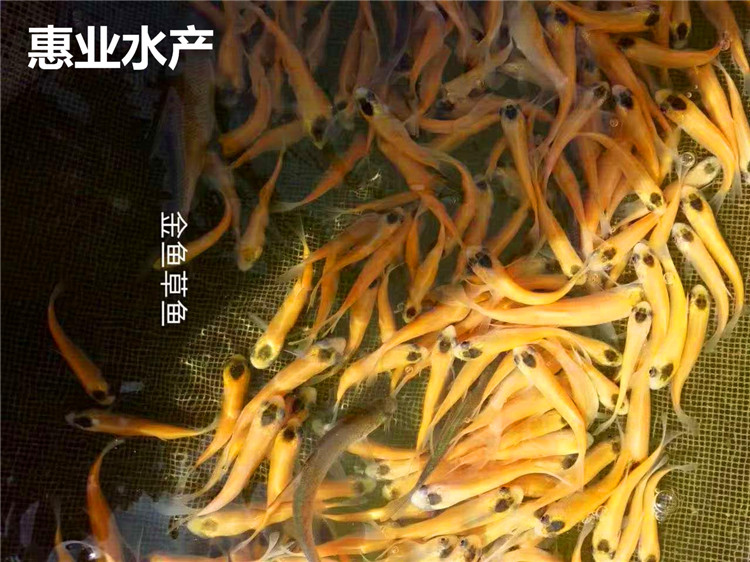 金魚草魚