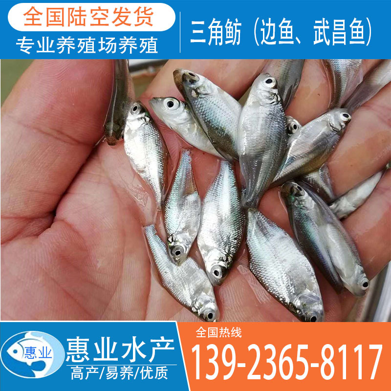 三角魴（邊魚、武昌魚）淡水魚苗出售