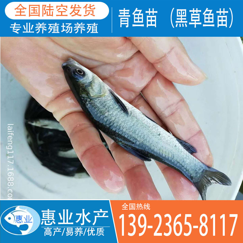 青魚苗 （黑草魚苗）淡水魚苗出售