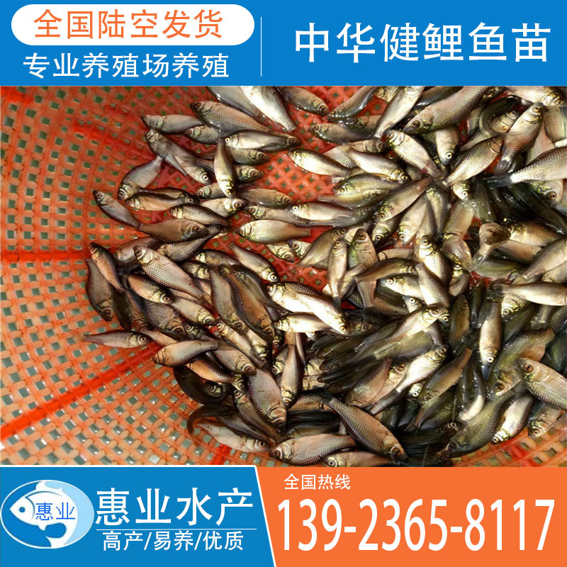 廠家批發中華健鯉魚苗 淡水魚苗